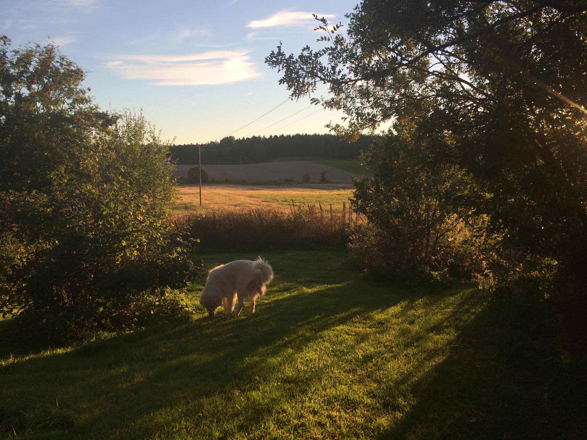 Bästa farmorn…