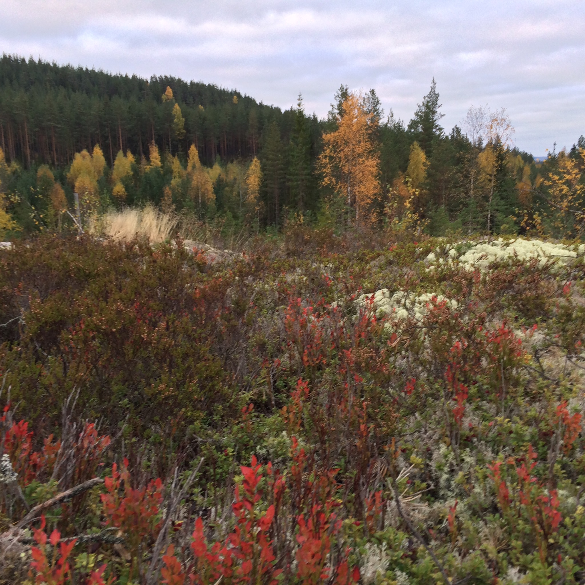 Ett med naturen