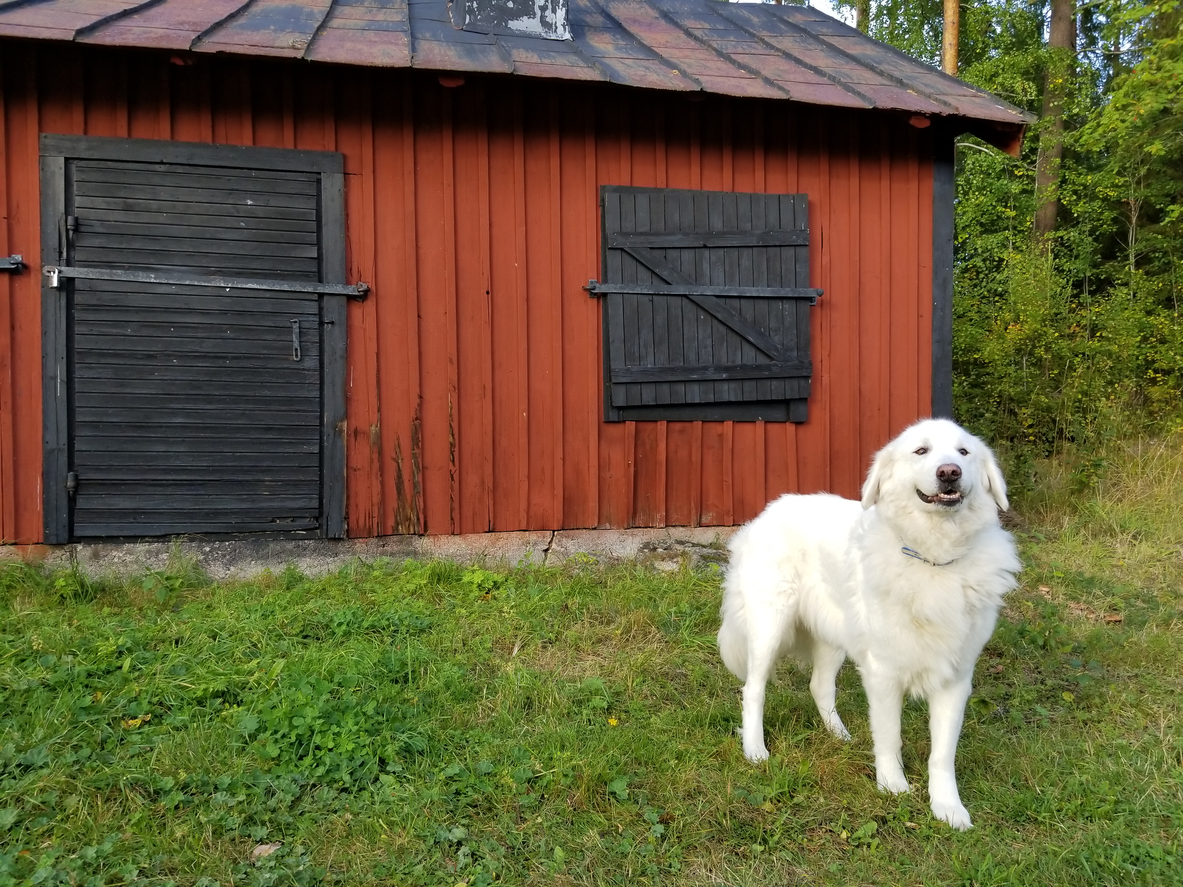 Tobias och hundarna