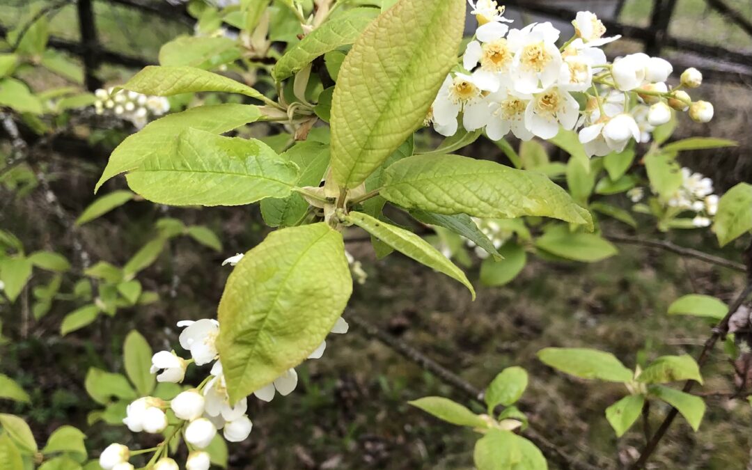 Häggen blommar